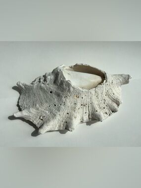 Naturally Weathered White Indo Pacific Murex Seashell 10 inches